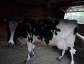 Продам в Октябрьском, Корова, стельная корова молочной породы, 8 лет, 6 отёлов, Возможен