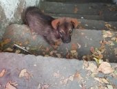 Продам собаку, самка в Белогорске, Сегодня подбросили во двор многоквартирного дома