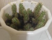 Продам комнатное растение в Уфе, Кактус маммиллярия, Детки маммиллярии, цветёт полностью