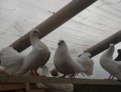 Продам птицу в Тюмени, Голуби павлины, Узбекские, николаевские