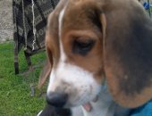 Продам собаку в Туймазы, щенок эстонской гончей: 12 июня 2018 г, рождения Плановая вязка