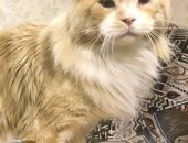 Продам мейн-кун, самец в Сарапуле, Котик ждёт в гости красавиц, Опытный кот 4 года, ждет