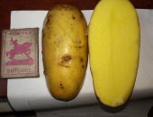 Продам овощи в Ленинске-Кузнецком, картофель, Сорта:Королева Анна, Гала, Тулеевский