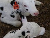 Продам в Анне, телят мясной породыс племзавода, от недельного возраста до трёх месяцев
