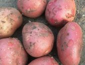 Продам овощи в Моргауши, Картофель, Картошка сорта гала и лаура, отличные вкусовые