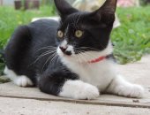 Продам кошку, самка в Красногорске, Кошечка очень ласковая, воспитанная, умненькая, Зовут