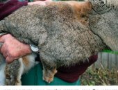 Продам заяца в Волжском, молодняк и взрослое поголовье кроликов! А также мясо! Есть кролы