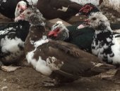 Продам с/х птицу в Дмитрове, Индоутки возраст 5 месяцев, Выведены уткой, Еще их называют