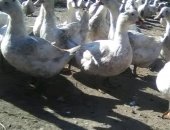 Продам с/х птицу в Сары-Тюзе, Утки, Продаётся утки мулаты, 8 месяцев, 4-5 кг чистый вес