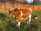 Продам корову в Бекешевской, Teлятa Чистопoрoдные Айширы, Чеpнопeстрыe B наличии в