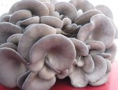 Продам грибы в Краснодаре, вешенка собственного производства! Выращенные в благоприятных