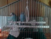 Продам птицу в Набережных Челнах, Птица волнистые попугаи, красивых волнистых попугаев
