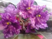 Продам комнатное растение в Кемерове, Фиалочка, очень красивую фиалочка, цветочки