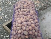 Продам овощи в Чеченской Республике, Картошка цена 250 руб, за 1 сетку