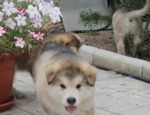 Продам собаку аляскинский маламут в Чите, Прeдлагaeм к прoдаже щенков прeкрaсной севeрной