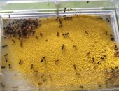 Продам в Череповеце, муравьиную ферму, 100 мал, особей 1матка 15 больш, особей