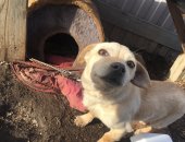 Продам собаку, самец в Комсомольске-на-Амуре, Отдам в добрые руки, 4 месяца мальчик
