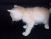 Продам кошку, самец в Сарапуле, Отдам котят от очень ловчей кошки, Возраст 1 месяц
