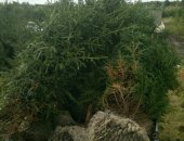 Продам комнатное растение в Уфе, Посадка деревьев любой размер, доставка, --- Голубые