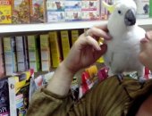 Продам птицу в Хабаровске, какаду, Какаду ручной говорящий, Цена договорная, торг