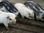 Продам в Нижнем Новгороде, стадо свиноматок 8 шт и хряк 2, 5г, 6 свинок покрыты 2 шт уже