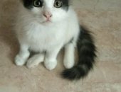 Продам кошку, самец в Иванове, Котята в хорошие руки, Милые котята ищут хозяев, 3 котика