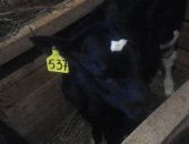 Продам в Большое Село, Молодняк крс, телочек от высокоудойных коров, возраст от 2 недель