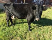 Продам корову в Анзорее, Корова с теленком, Дойная корова с теленком бычок 4 месяц, Удой
