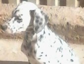 Продам собаку далматин, самка в Лабинске, щенков а, Две девочки, родились 25 июля