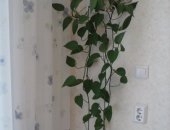 Продам комнатное растение в Челябинске, полуторагодовалый сциндапсус в красивом
