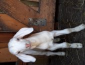 Продам козу в городе Новомосковск, Козлик 7, 05, 2023 г, рождения, Мама белая нубийка