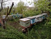 Продам в городе Курск, Пчелы и улья, пчелосемьи "Карника Карпатка" на высадку, Обработаны