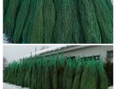 Продам аксессуар к интерьеру в городе Серпухов, Живые новогодние ели в е, Чехове