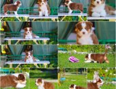 Продам собаку овчарка в городе Сочи, Щенки Австралийской овчарки/аусси от питомника ркф