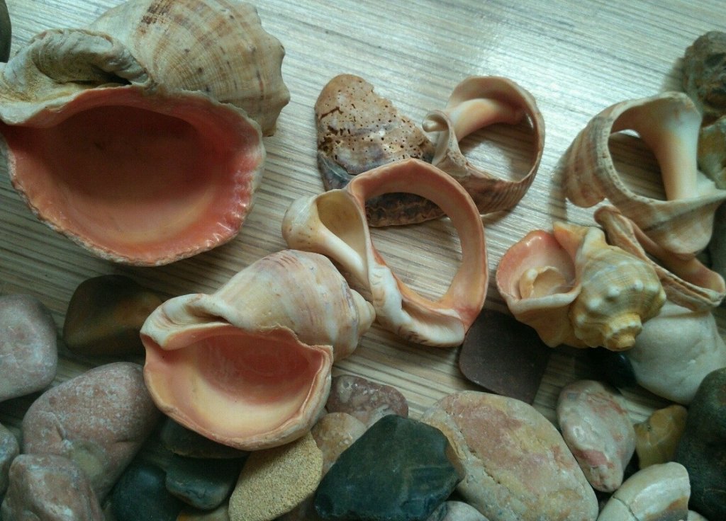 Ракушки с черного моря