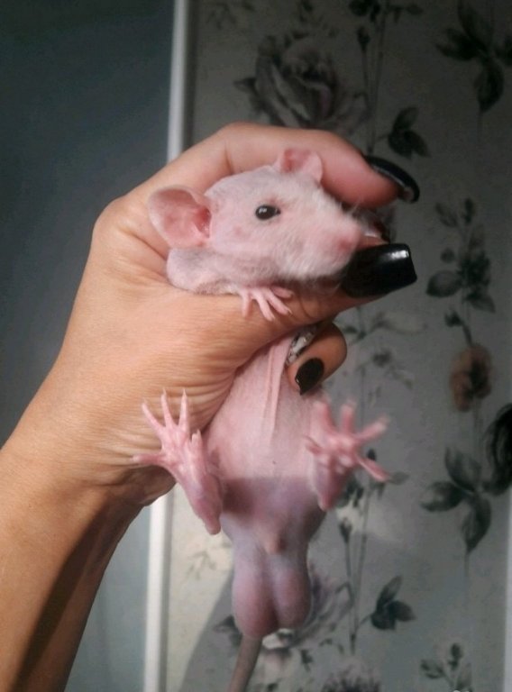 лысая крыса. размер декоративной крысы. месячный крысенок. крыса месяц как выглядит. крыса референс.