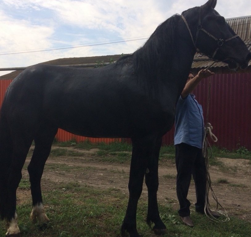 Купить Лошадь В Свердловской Области На Авито