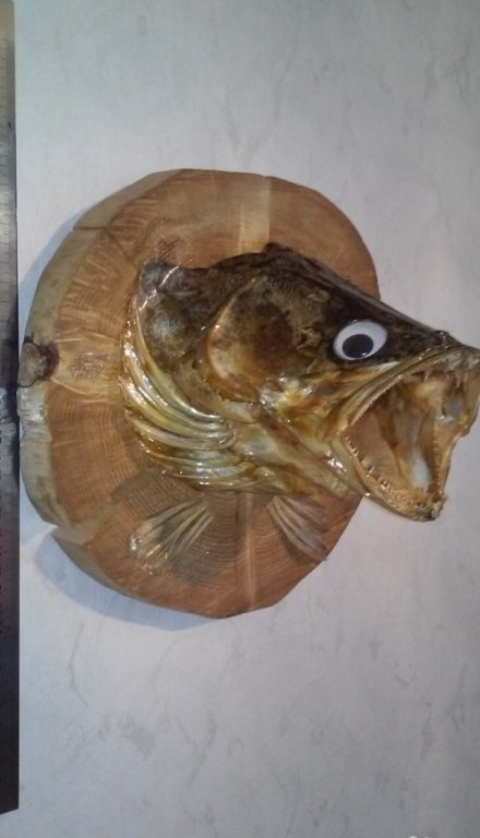 Голова рыбы купить