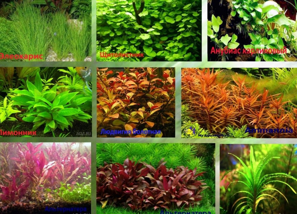 Аквариумные растения названия и фото описание виды