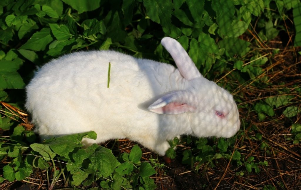 Голодный кролик пермь