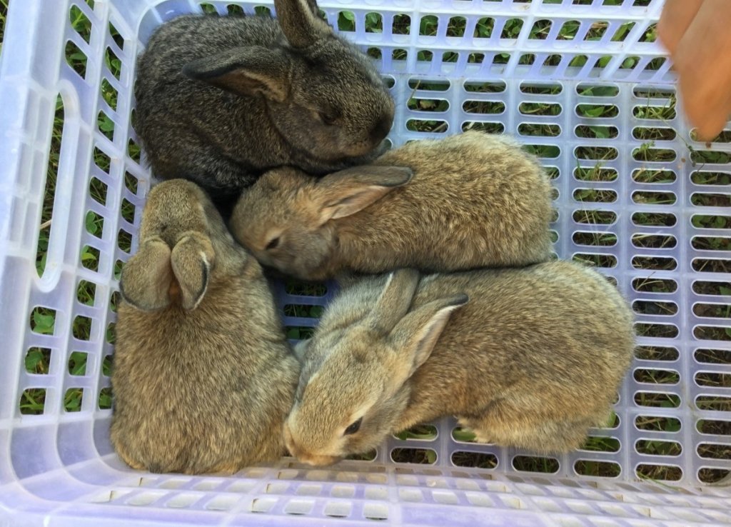 Кролики в Красноярске купить на авито. Купить кролика в красноярске