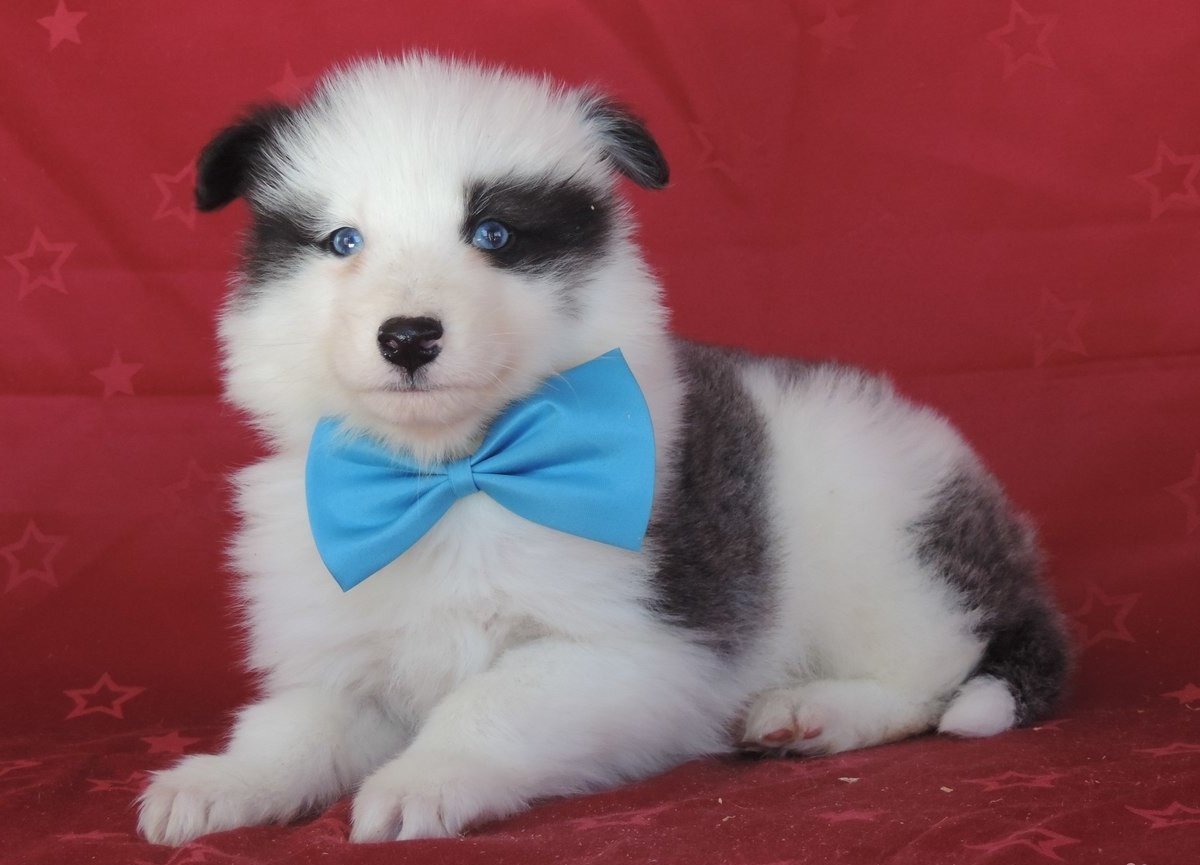 санкт петербург лайка