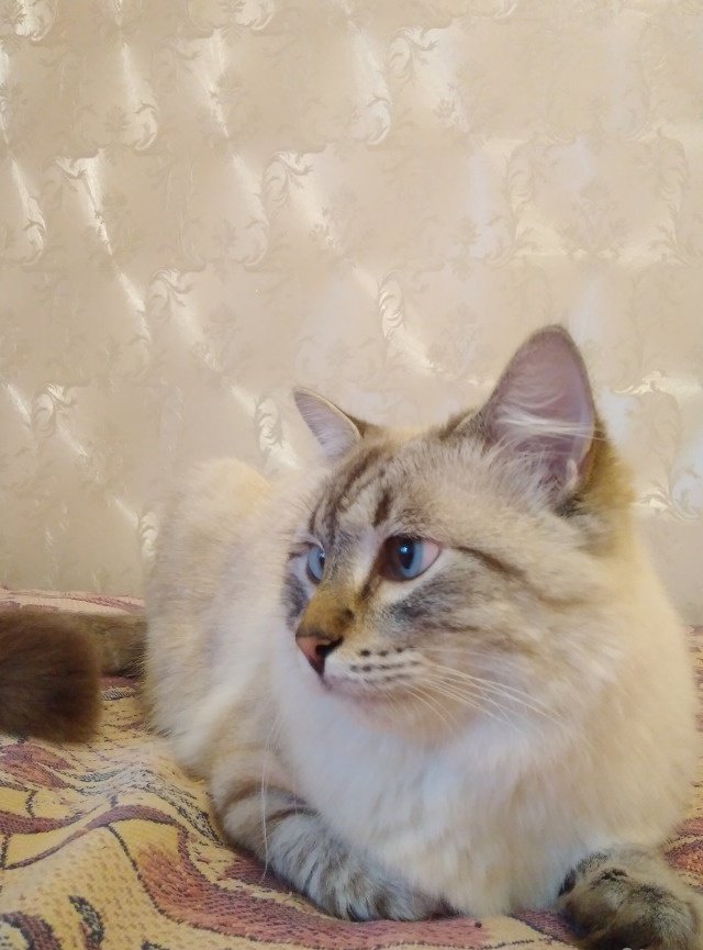 Смесь невской маскарадной и британской. Невская маскарадная голубоглазая. Вязка невской маскарадной. Котенишь. Вязка невской маскарадной.