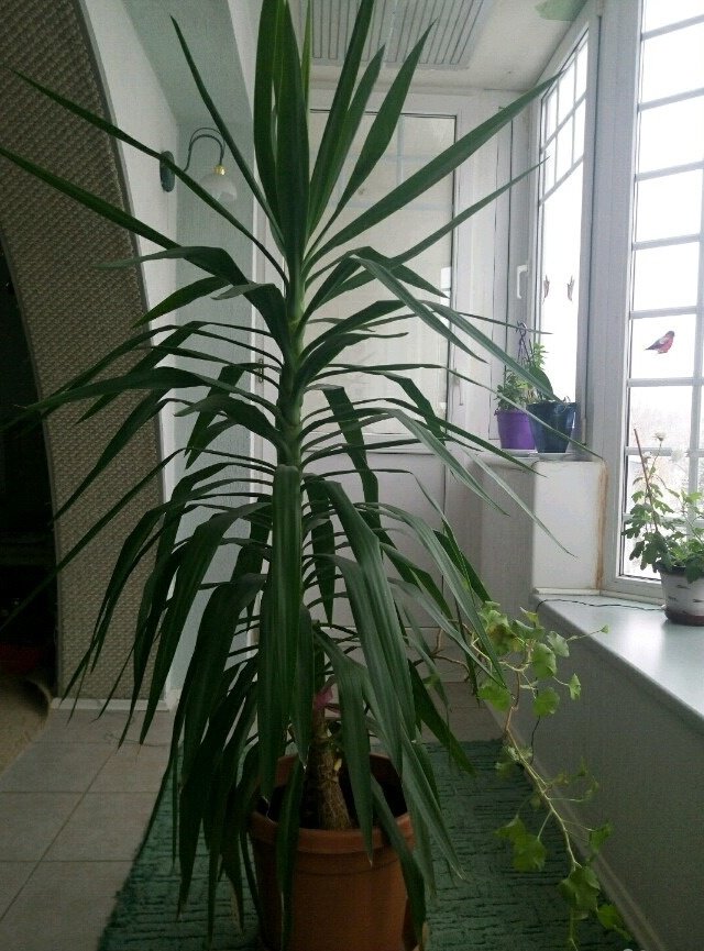 Комнатное растение похожее на юкку фото и название