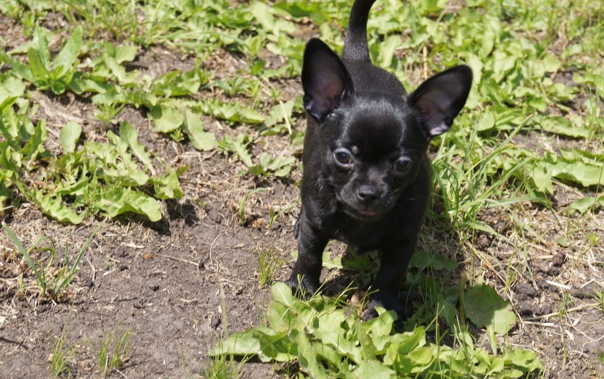 Чихуахуа челябинске. Маленькая порода черная с коротким носом. Различия в собаках чихуахуа с длинным носиком и с коротким носиком.