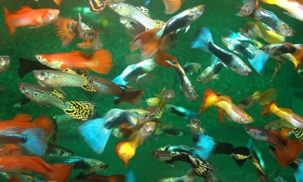 Фото рыбок гуппи в аквариуме