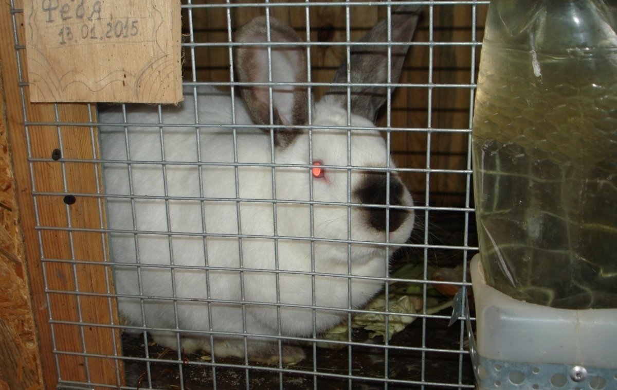 Калифорнийские Кролики Купить В Нижегородской Области Починки