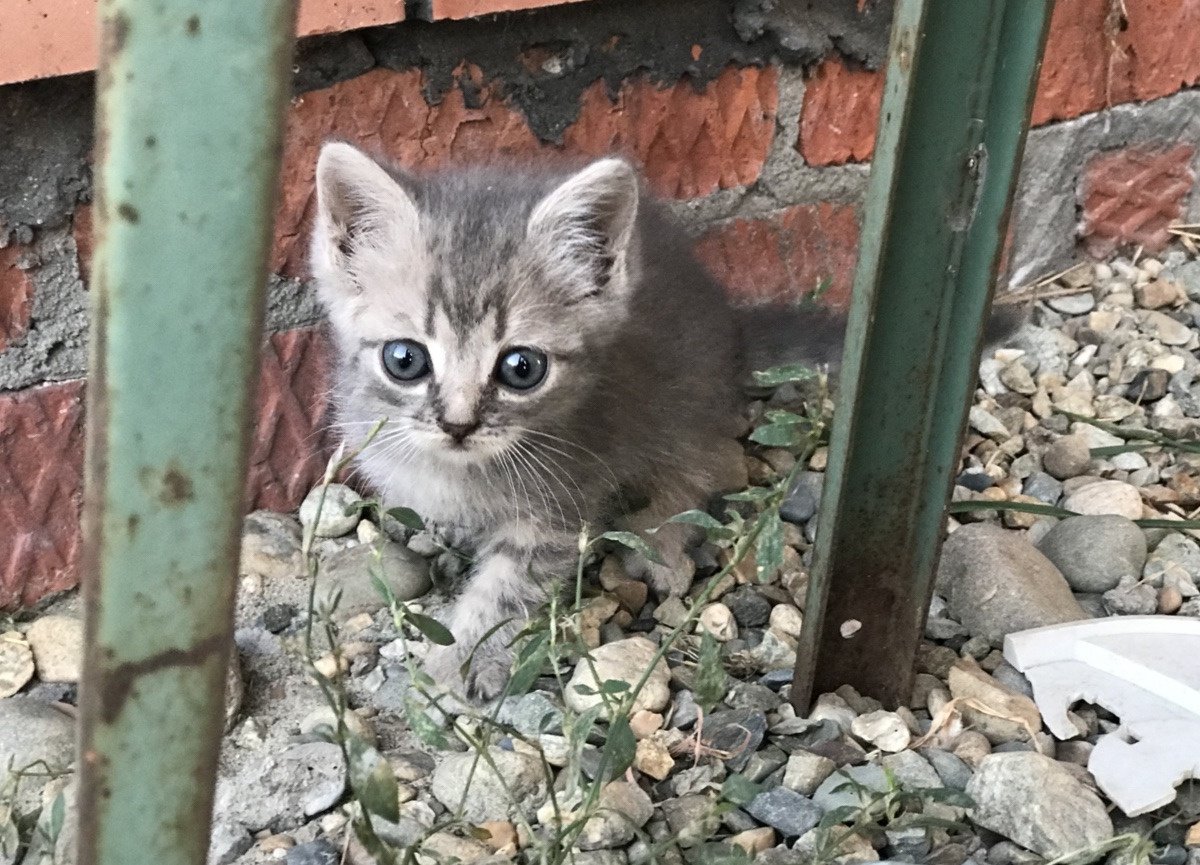 Авито котята воронежская. Воронеж котенок. Туркиш ван кошка. Смесь невская маскарадная и вислоухая кошка. Воронеж котенок.