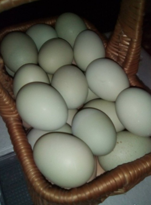 Инкубационное яйцо марана купить. Маран Амераукана. Инкубационное яйцо Маран. Инкубационное яйцо амеруакан. Яйца кур Амераукана.