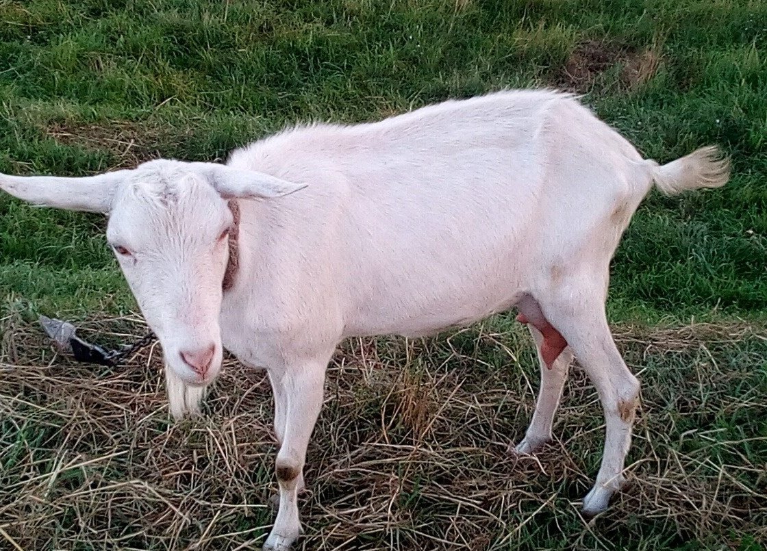 Коз богданович. Долина коз. Зааненская козочка 10 мес. Долина коз богданович фермерское хозяйство. Удой зааненской козы.